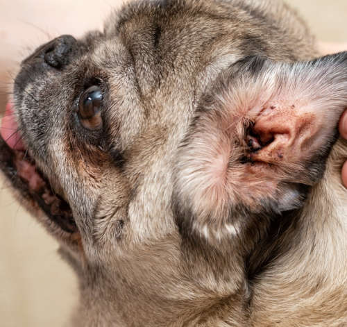mites in pug's ears