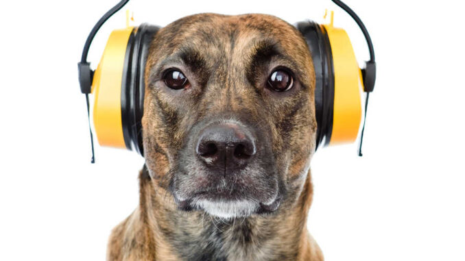 dog with yellow ear protection headphones on