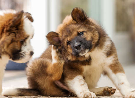 Ear mite infestations are incredibly itchy