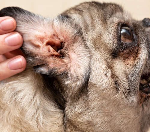 ear disease in pug causes persistent unpleasant odors