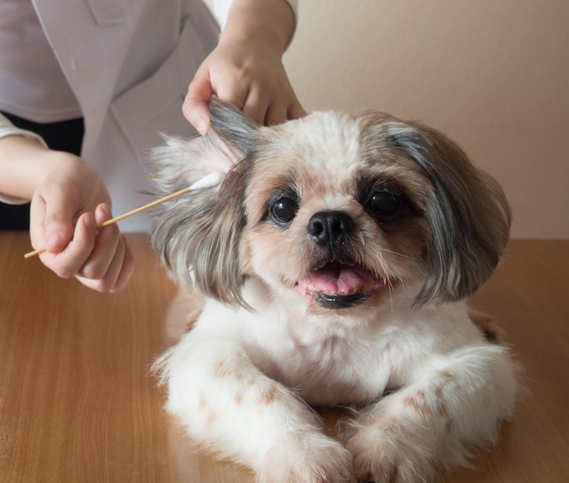 ear treatment at the vet