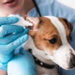 dog ear cleaning