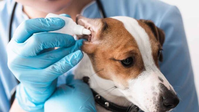 dog ear cleaning