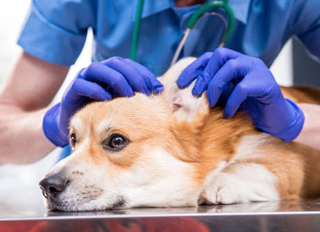 Veterinarian examines the ears of a sick Corgi