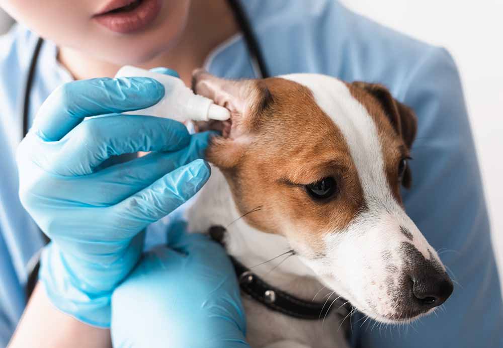 how to clean wax buildup in dog ears