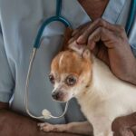 vet inspecting a chihuahua's ear