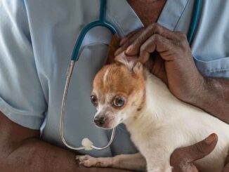 vet inspecting a chihuahua's ear