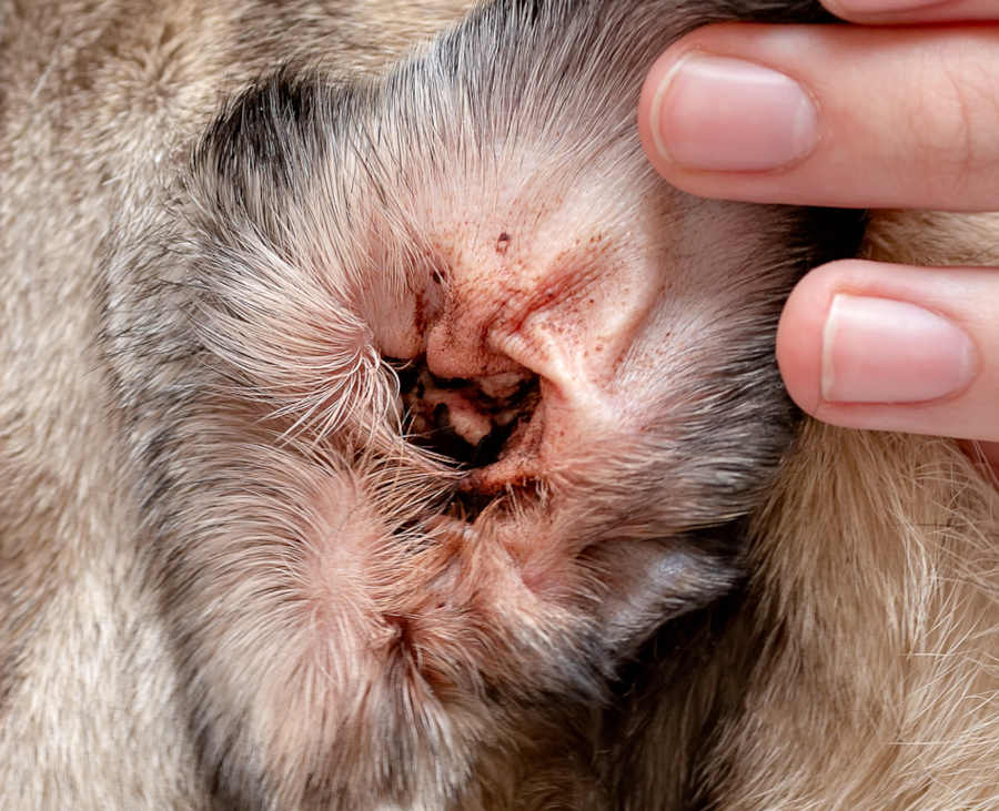 brown discharge and redness inside the ear due to yeast infection