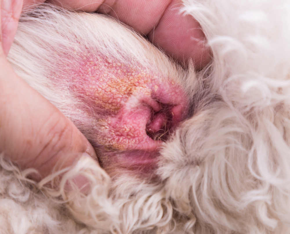 redness inside the ear due to a yeast infection