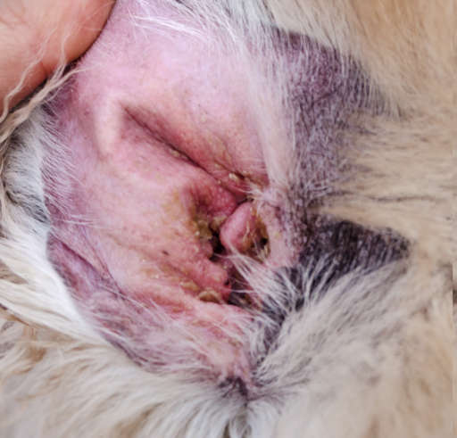 dog yeast infection in the ear showing  brown-yellow discharge