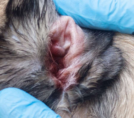 allergy symptoms in a dog's ear, including redness and black debris