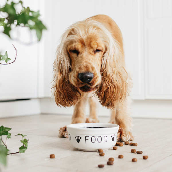 cocker spaniel eating a lot of food with a bowl labeled as "food"