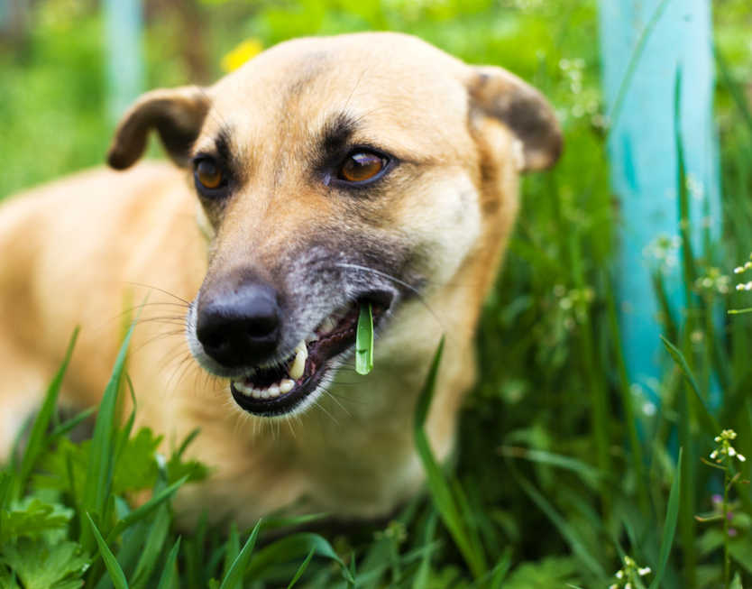 dog eating grass