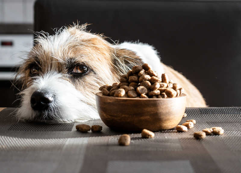 dog not eating, next to his food bowl