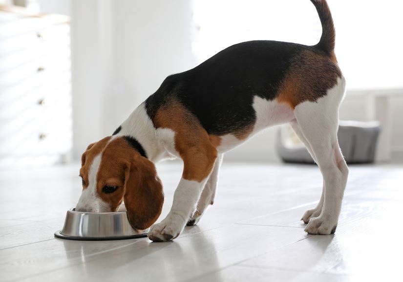 dog eating in his bowl in the kitchen