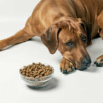 My Dog Is Lethargic and Not Eating, What Should I Do? [Vet Advice]