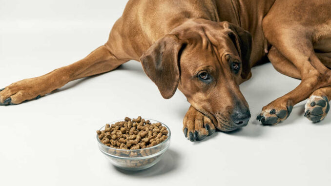 dog not eating and sitting next to a bowl of dry kibble