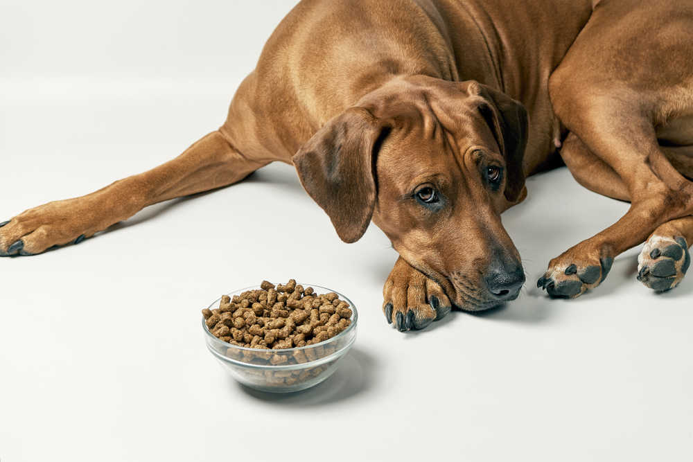 dog not eating and sitting next to a bowl of dry kibble