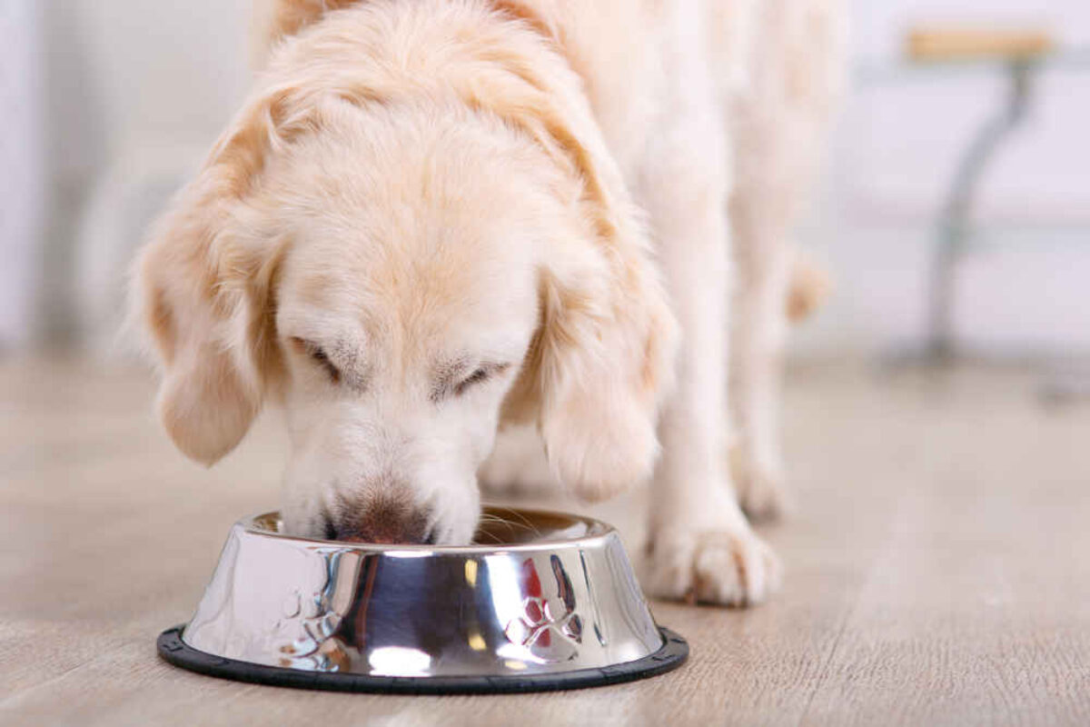 Dog throwing shop up whole kibble