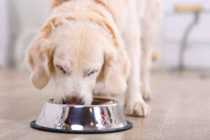 11 Proven Bland Diets For Dogs + Veterinarian Tips