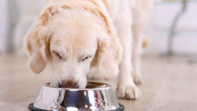 dog eating from bowl