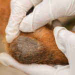Veterinarian looks at dog elbow callus