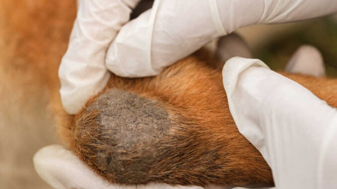 Veterinarian looks at dog elbow callus