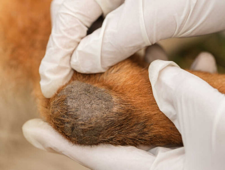 5 Common Elbow Issues in Dogs
