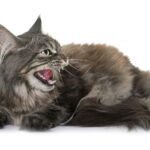 Why is my Elderly Cat Yowling and What Can I Do About It?