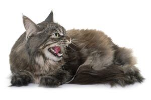 Why is my Elderly Cat Yowling and What Can I Do About It?