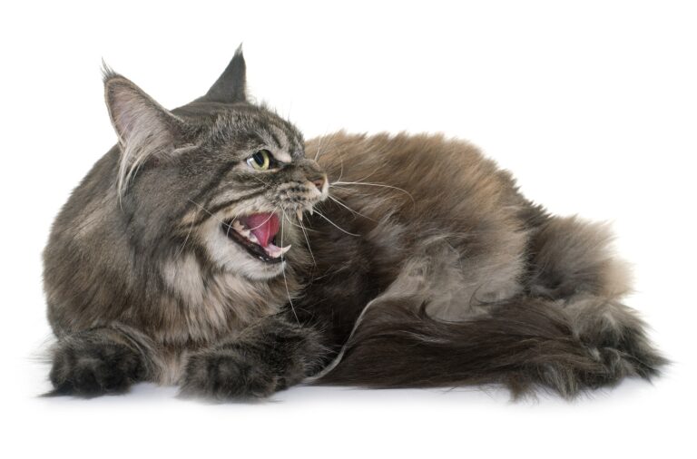 Why is my Elderly Cat Yowling and What Can I Do About It?