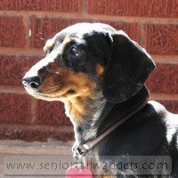 Senior Dachshund