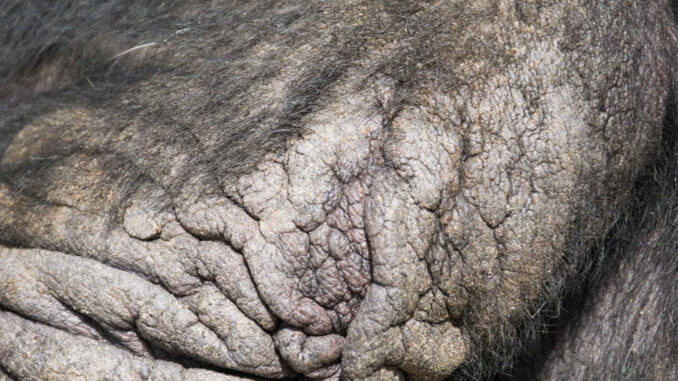 elephant like dry skin on a dog