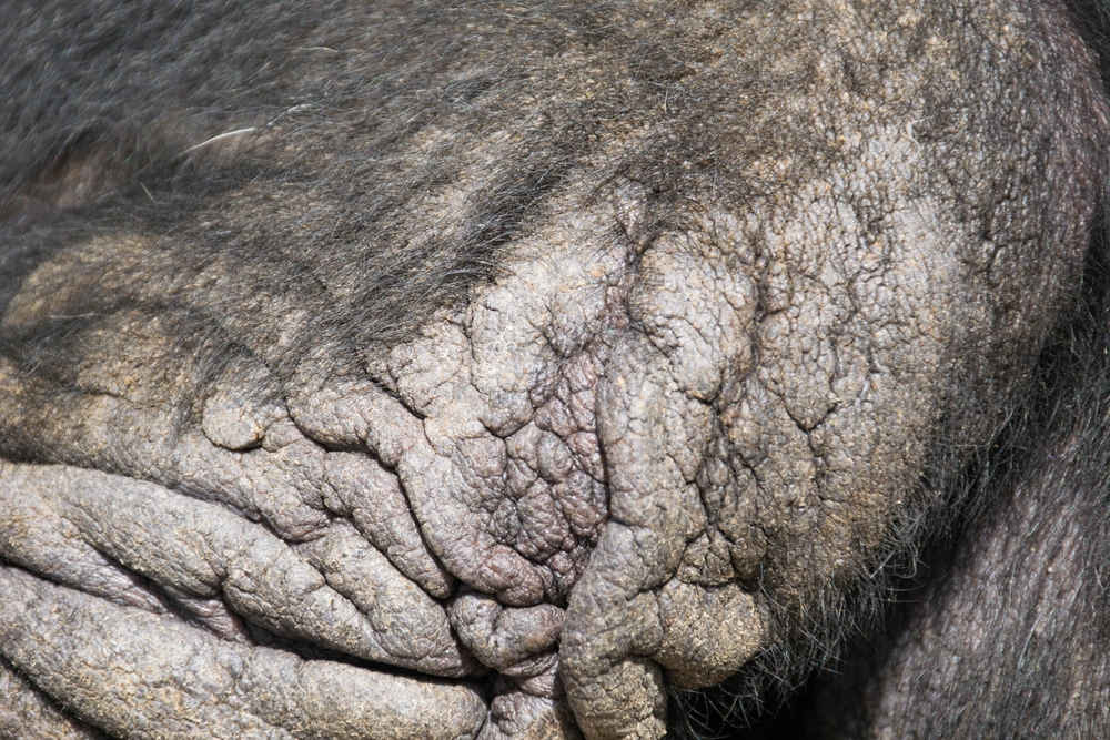 Thickened skin or “elephant skin” on a dog