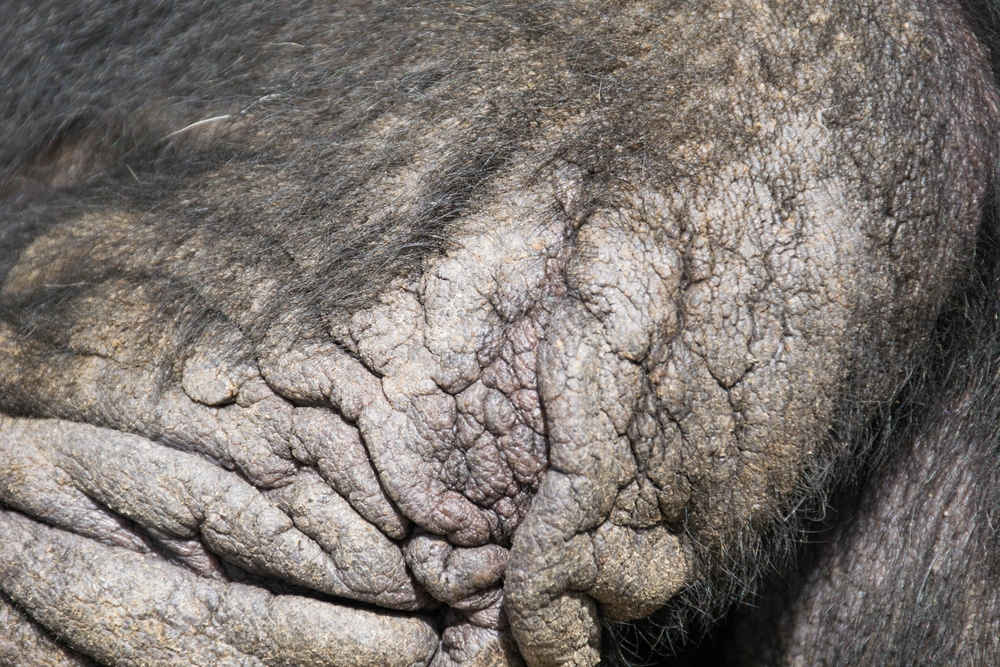 elephant like dry skin on a dog