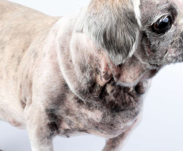 elephant skin on a dog