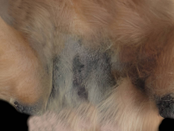 closeup showing elephant skin on a dog