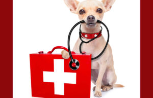 When is Dog Diarrhea an Emergency? An Emergency Vet Explains