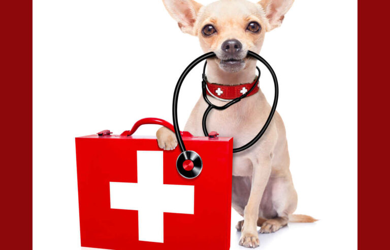 When is Dog Diarrhea an Emergency? An Emergency Vet Explains