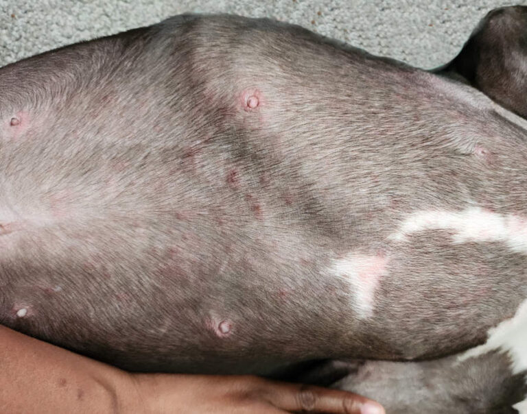 Canine Skin Issues Caused by Environmental Allergies