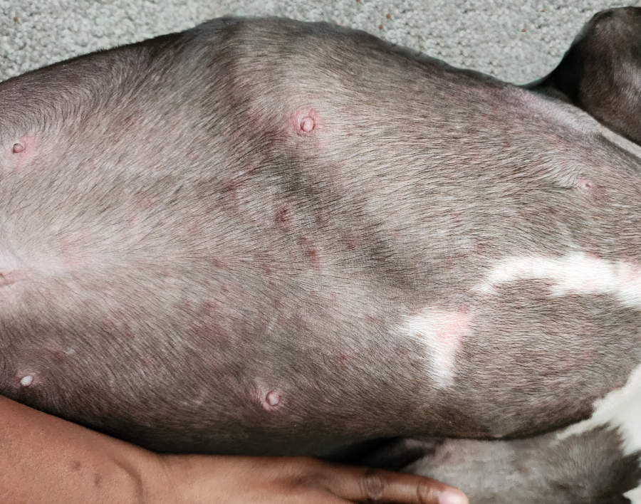 red rash on a dog's arm as a result of an environmental allergy
