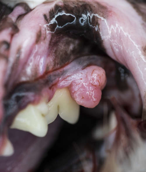 closeup of epulis, a tumor of the dental mucous membrane in the gum tissue surrounding the dog's teeth