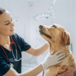 Blood Blisters in Dogs: Pictures & Veterinarian Advice