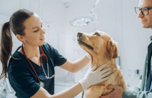 Blood Blisters in Dogs: Pictures & Veterinarian Advice