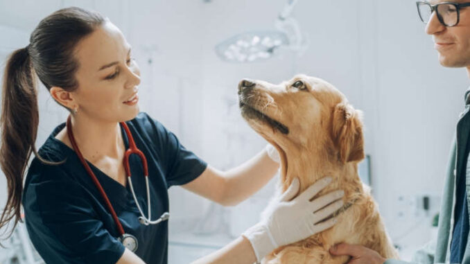 vet checking out a golden retriever