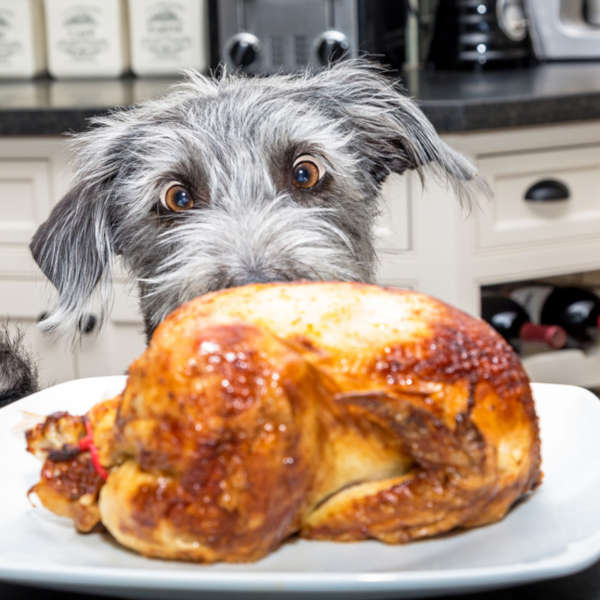 dog with wide open eyes looking eagerly at a chicken on the kitchen countertop