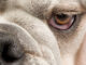 Black or Brown Spots in My Dog's Eye - 7 Causes and What To Do