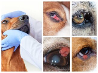 multiple pictures showing eye lumps, bumps or tumors in dogs