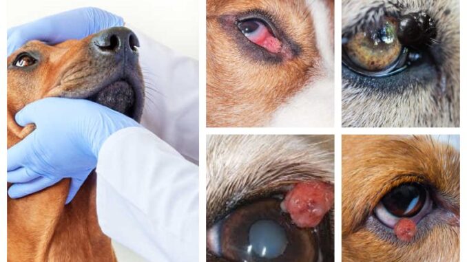 what causes third eyelid in dogs