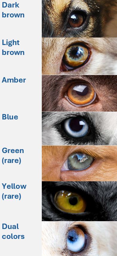 dog eye color chart with 7 colors